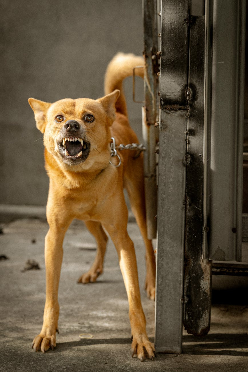upset barking dog