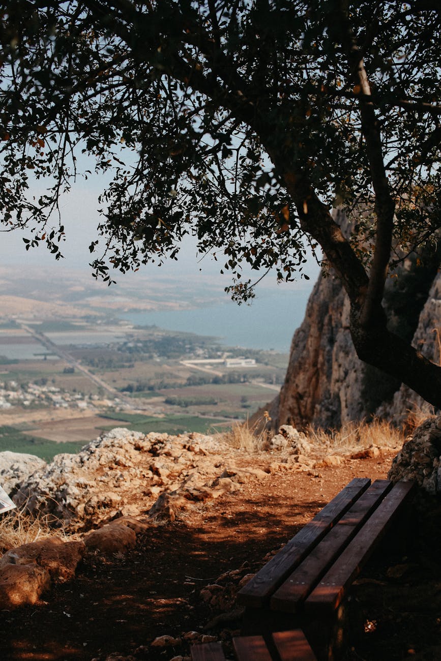 wooden bench under the tree