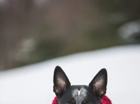 dog wearing crochet scarf with fringe while sitting on snow selective focus photography