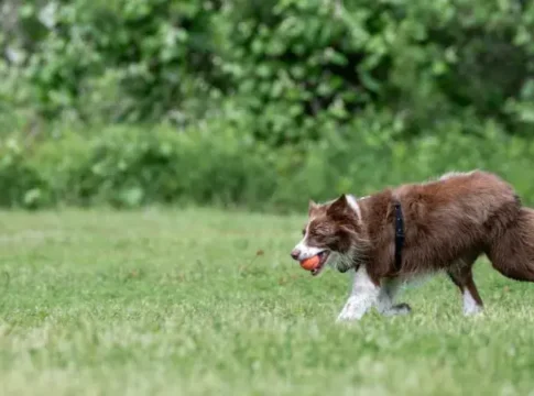 Министерство здравоохранения Израиля предупреждает о бешенстве у бродячей собаки