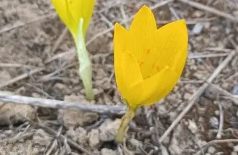 Желтые холмы Израиля: Членистолистник снова цветет