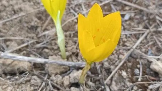 Желтые холмы Израиля: Членистолистник снова цветет