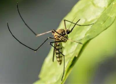 Первый в этом году смертельный случай от вируса Западного Нила в Калифорнии зафиксирован в Сан-Фернандо-Вэлли