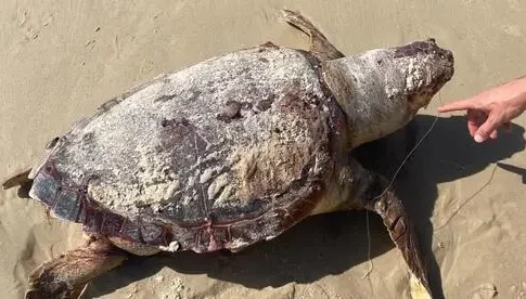 Морские черепахи у берегов Израиля страдают от пластикового мусора