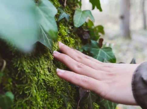 ИИ и цифровые технологии на страже лесов: новая эра в сохранении и восстановлении