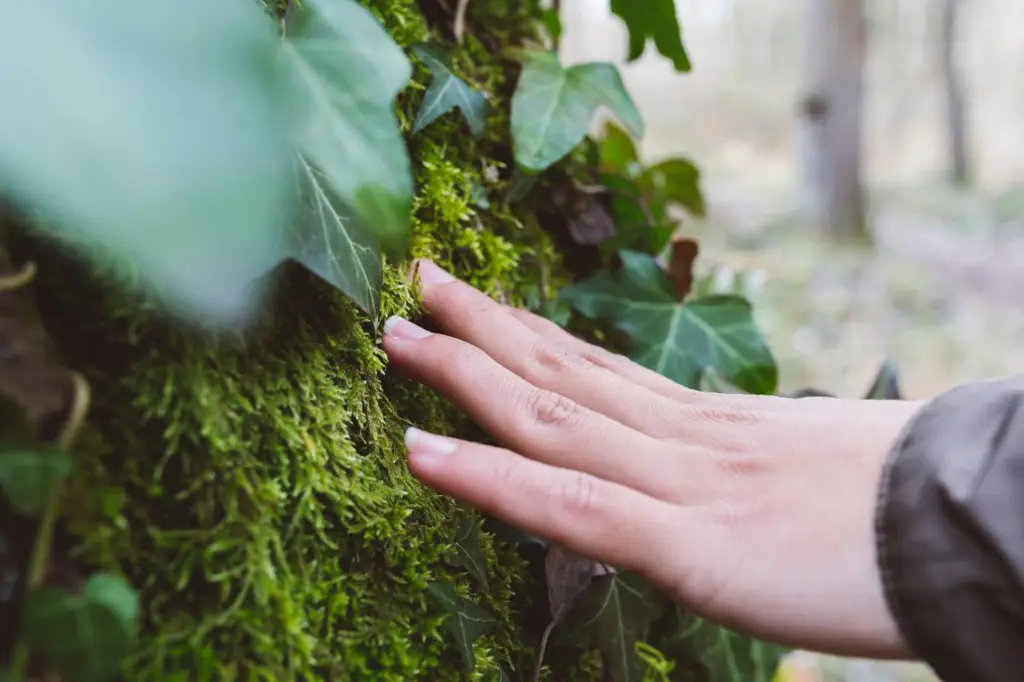 ИИ и цифровые технологии на страже лесов: новая эра в сохранении и восстановлении