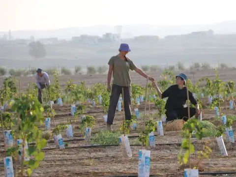 Фермеры Израиля получили возможность подать заявки на компенсацию за засуху