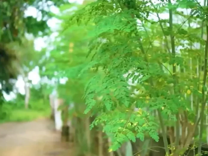 Филиппинский бренд возрождает интерес к моринге как к источнику природного оздоровления