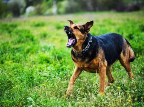 Ветеринары бьют тревогу: рост случаев бешенства и бездействие Минздрава