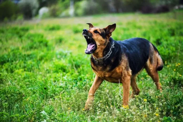 Ветеринары бьют тревогу: рост случаев бешенства и бездействие Минздрава