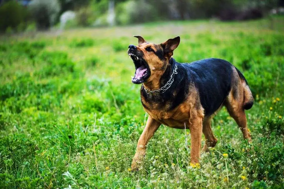 Ветеринары бьют тревогу: рост случаев бешенства и бездействие Минздрава