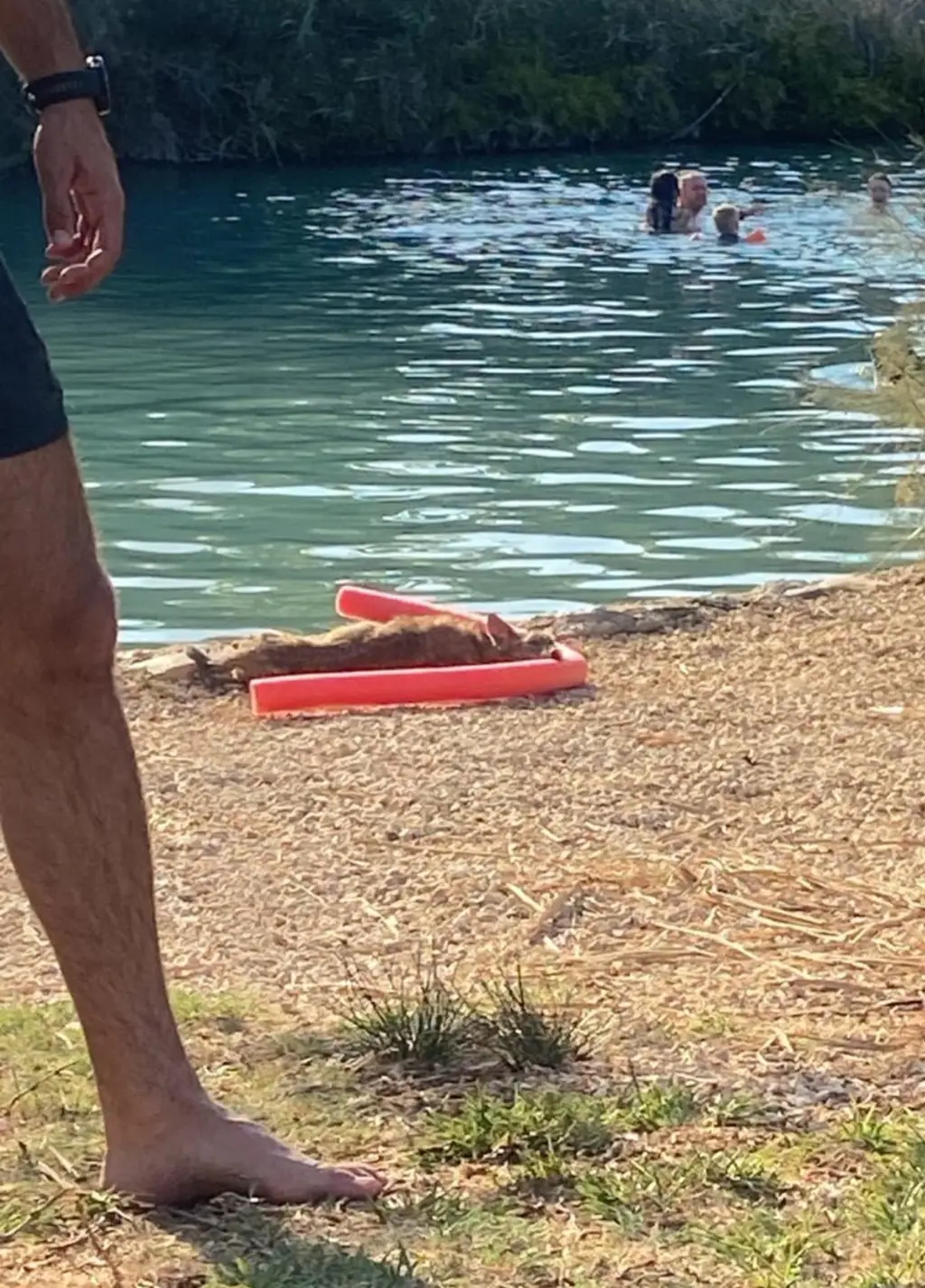 В Израиле зафиксирован 88‑й случай бешенства: предупреждение Минздрава и просьба о помощи в поиске свидетеля