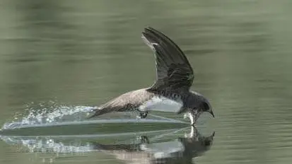 Израильские ученые раскрыли уникальные маршруты миграции трех видов стрижей