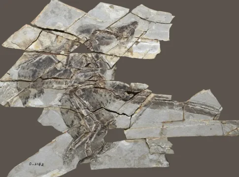 Новое исследование: Динозавры с перьями могли утратить способность к полету