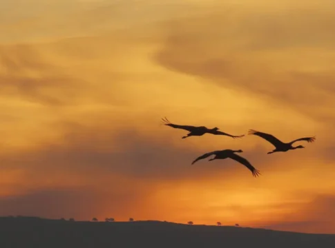 Агамон-Хула встречает зиму: 20 тысяч журавлей прилетели на зимовку