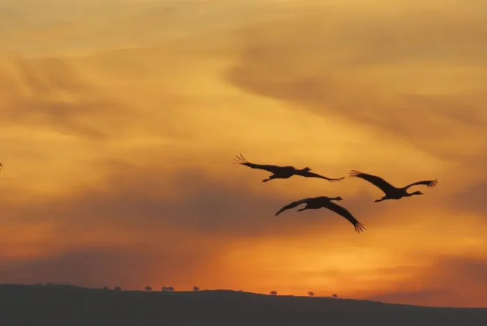 Агамон-Хула встречает зиму: 20 тысяч журавлей прилетели на зимовку