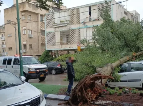 Герцлия: дерево обрушилось на автомобиль, водитель уцелел