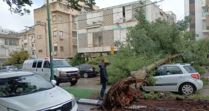 Герцлия: дерево обрушилось на автомобиль, водитель уцелел