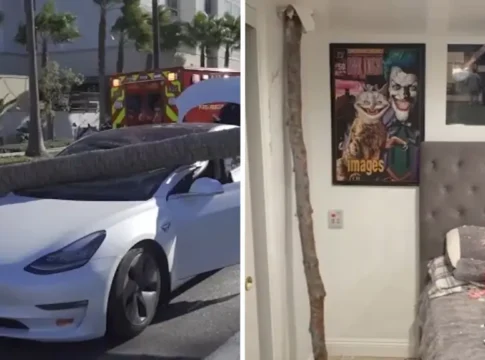 В Калифорнии бушуют ветры Санта-Ана: поваленные деревья, поврежденные дома и машины