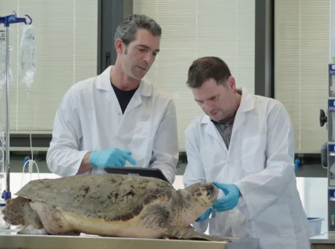 Новый центр спасения морских черепах откроется для посетителей в Израиле