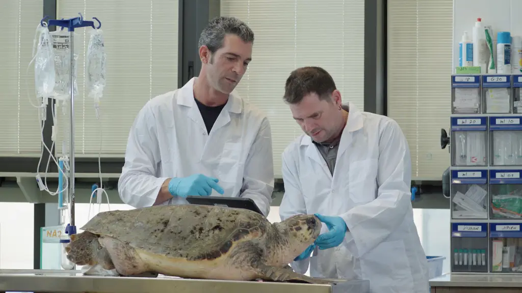 Новый центр спасения морских черепах откроется для посетителей в Израиле