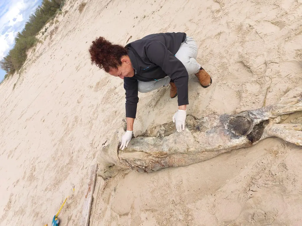 На кайфской набережной нашли мертвую дельфиниху — девятый случай в 2025 году