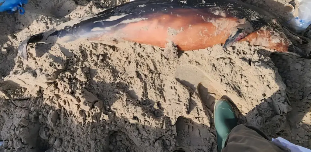 На кайфской набережной нашли мертвую дельфиниху — девятый случай в 2025 году