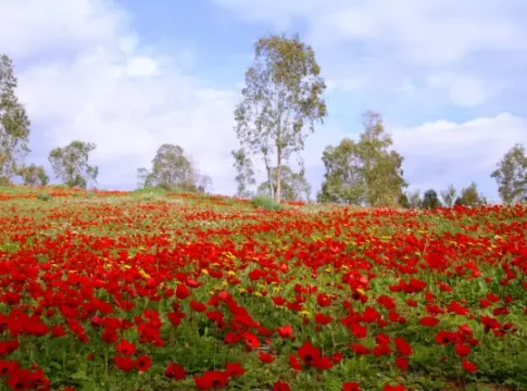 Фестиваль «Юг в сердце» отмечает 20-летие: расцвет и возрождение Негева