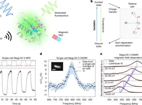 Израильские ученые открывают новые горизонты в терагерцовых технологиях