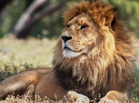 Спасённый Сафари: Переезд в Парк Ариэля Шарона за полмиллиарда