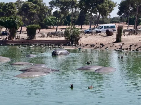 Революция в Рамат-Гане: 1,200 квартир вместо военного лагеря, Сафари переезжает