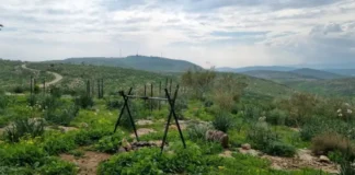 Пустыня расцветает: фестиваль «Зеленая долина» возвращается с экскурсиями и источниками Пустыня расцветает: фестиваль "Зеленая долина" возвращается с экскурсиями и источниками