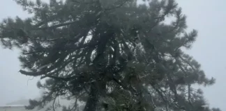 Снег и ливень обрушились на Калифорнию: дерево упало на дом, вызвав пожар Снег и ливень обрушились на Калифорнию: дерево упало на дом, вызвав пожар