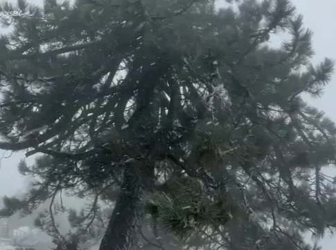 Снег и ливень обрушились на Калифорнию: дерево упало на дом, вызвав пожар