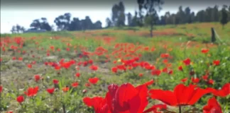 Фестиваль ‘Юг в сердце’: цветы, еда и приключения ждут вас Фестиваль 'Юг в сердце': цветы, еда и приключения ждут вас