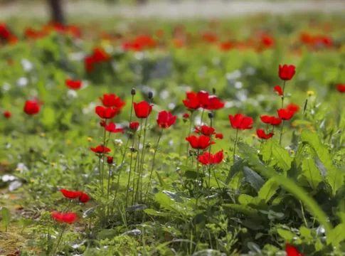 Жара, песок и грозы: Израиль ждет резкая смена погоды