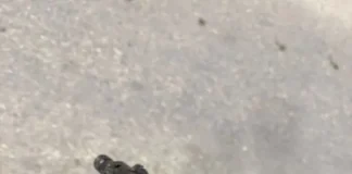 Восточный Иерусалим: задержан житель Цур-Баэр с оружием