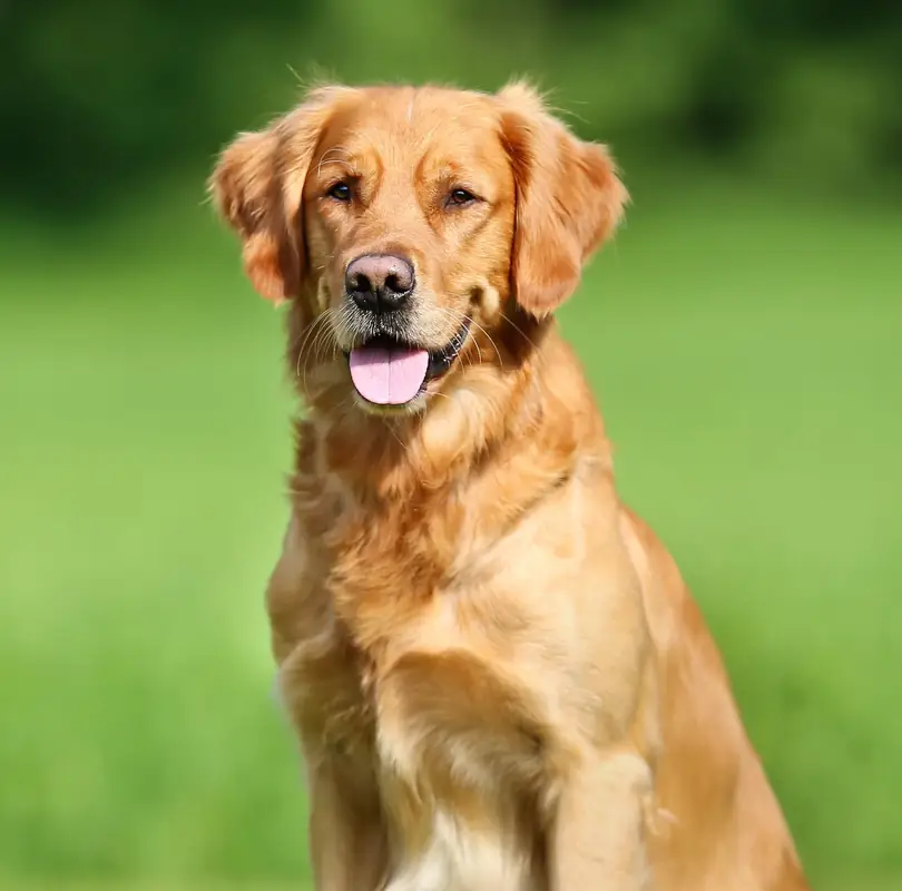 Палестинская активистка из NYC: собаки не для дома, они нечистые