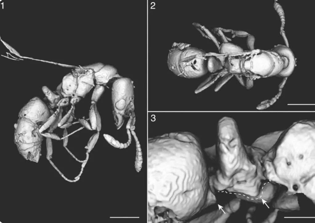 В доминиканском янтаре нашли муравьиную королеву возрастом 16 млн лет