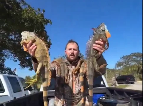 Дождь из игуан