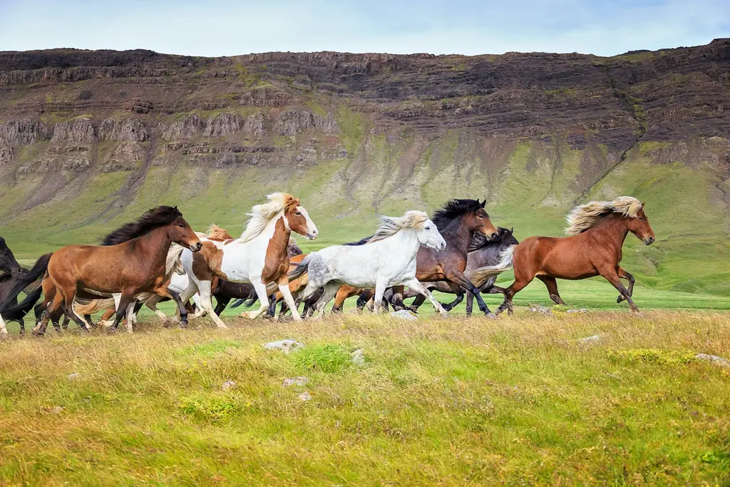Исландия защищает лошадей законом с 1882 года