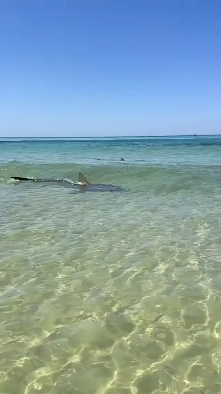 Нашествие акул у побережья Хадеры: опубликованы кадры с места событий